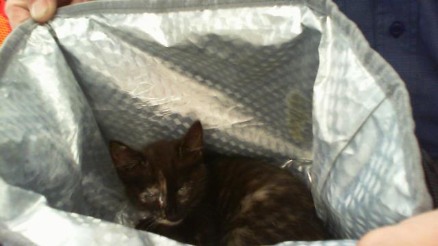 Shelter Stray Female Cat last seen CHARLOTTE, 8315 Byrum Dr, Charlotte, NC 28217, USA