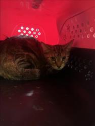 Shelter Stray Female Cat last seen , 1850 W 60th St, Los Angeles, CA 90047, USA