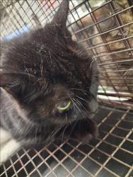 Shelter Stray Female Cat last seen , 1850 W 60th St, Los Angeles, CA 90047, USA
