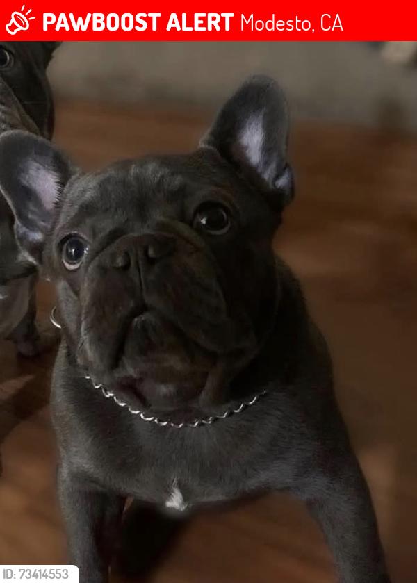 Lost Male Dog last seen Herdon /hatch, Modesto, CA 95351