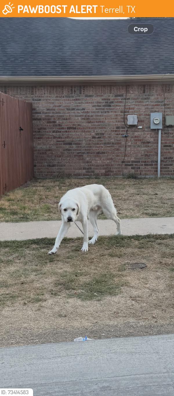 Found/Stray Unknown Dog last seen Boone & Mineral Wells, Terrell, TX 75160