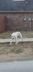 Found/Stray Unknown Dog last seen Boone & Mineral Wells, Terrell, TX 75160