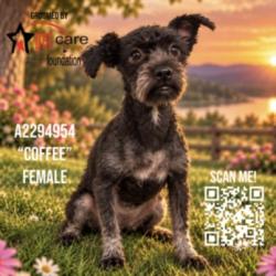 Shelter Stray Female Dog last seen , 3201 Lacy St, Los Angeles, CA 90031, USA