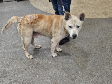 Shelter Stray Male Dog last seen , 3201 Lacy St, Los Angeles, CA 90031, USA