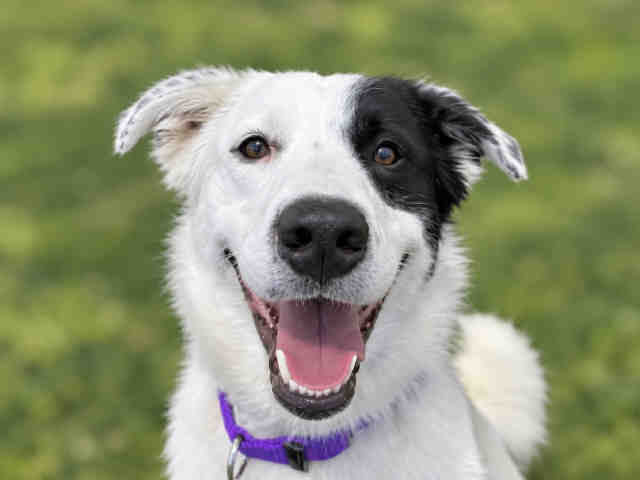 Shelter Stray Male Dog last seen COUSER CANYON RD & HIGHWAY 76, 2481 Palomar Airport Rd, Carlsbad, CA 92011, USA