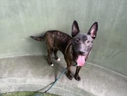 Shelter Stray Male Dog last seen , 14409 Vanowen St, Van Nuys, CA 91405, USA