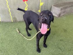 Shelter Stray Male Dog last seen , 14409 Vanowen St, Van Nuys, CA 91405, USA