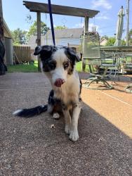 Found/Stray Male Dog last seen Macon Collierville Arlington, Memphis, TN 38122