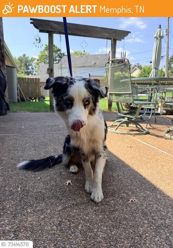 Found/Stray Male Dog last seen Macon Collierville Arlington, Memphis, TN 38122