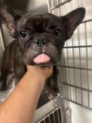 Shelter Stray Female Dog last seen , 14409 Vanowen St, Van Nuys, CA 91405, USA