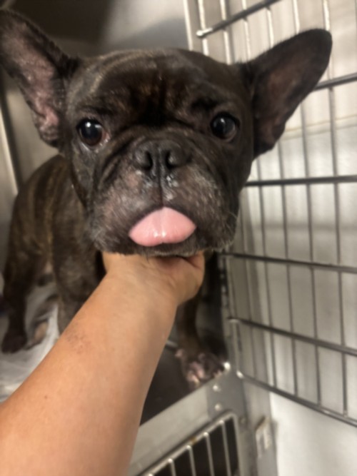 Shelter Stray Female Dog last seen , 14409 Vanowen St, Van Nuys, CA 91405, USA