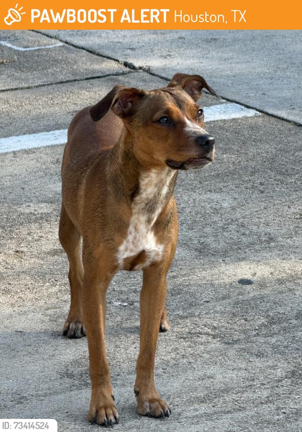 Found/Stray Female Dog last seen Westheimer and Gray Falls dr, Houston, TX 77077