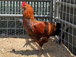 Shelter Stray Male Livestock last seen , 5821 Sweetwater Rd, Bonita, CA 91902, USA