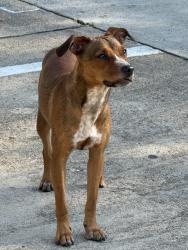 Found/Stray Female Dog last seen Westheimer and Gray Falls dr, Houston, TX 77077