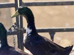 Shelter Stray Male Bird last seen , 5821 Sweetwater Rd, Bonita, CA 91902, USA