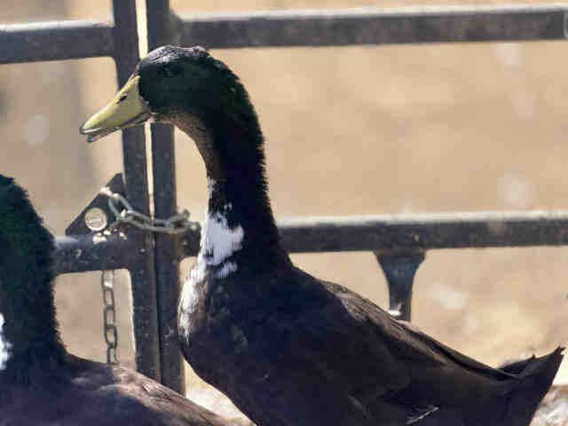 Shelter Stray Male Bird last seen , 5821 Sweetwater Rd, Bonita, CA 91902, USA