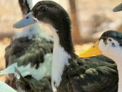 Shelter Stray Female Bird last seen , 5821 Sweetwater Rd, Bonita, CA 91902, USA