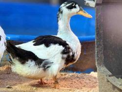 Shelter Stray Female Bird last seen , 5821 Sweetwater Rd, Bonita, CA 91902, USA