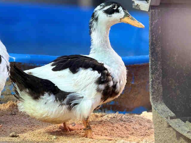 Shelter Stray Female Bird last seen , 5821 Sweetwater Rd, Bonita, CA 91902, USA