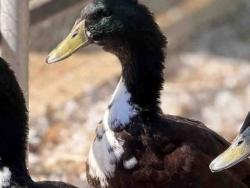 Shelter Stray Male Bird last seen , 5821 Sweetwater Rd, Bonita, CA 91902, USA
