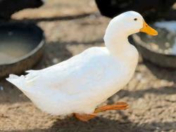 Shelter Stray Male Bird last seen , 5821 Sweetwater Rd, Bonita, CA 91902, USA