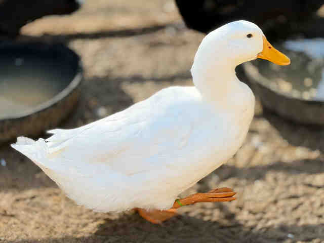 Shelter Stray Male Bird last seen , 5821 Sweetwater Rd, Bonita, CA 91902, USA