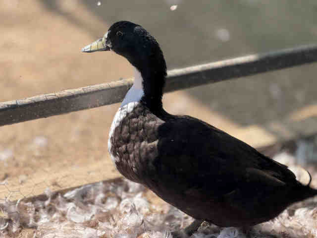 Shelter Stray Male Bird last seen , 5821 Sweetwater Rd, Bonita, CA 91902, USA