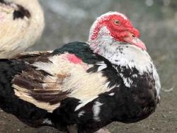 Shelter Stray Male Bird last seen , 5821 Sweetwater Rd, Bonita, CA 91902, USA