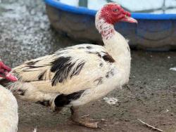 Shelter Stray Male Bird last seen , 5821 Sweetwater Rd, Bonita, CA 91902, USA