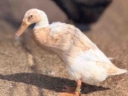Shelter Stray Male Bird last seen , 5821 Sweetwater Rd, Bonita, CA 91902, USA