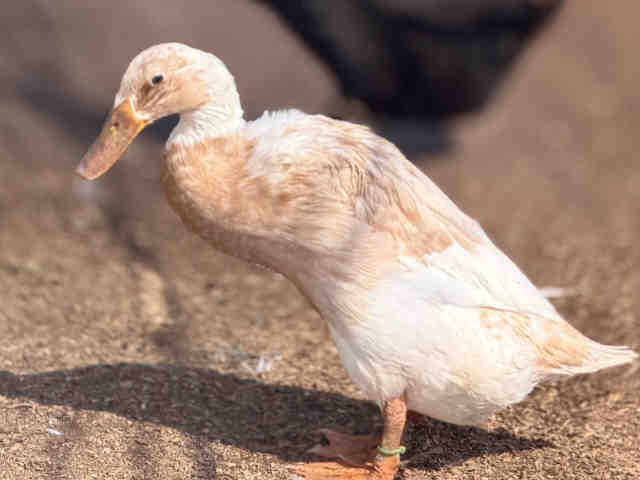 Shelter Stray Male Bird last seen , 5821 Sweetwater Rd, Bonita, CA 91902, USA