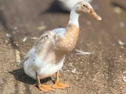 Shelter Stray Male Bird last seen , 5821 Sweetwater Rd, Bonita, CA 91902, USA