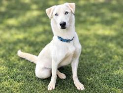 Shelter Stray Male Dog last seen DEERHORN VALLEY RD, 5821 Sweetwater Rd, Bonita, CA 91902, USA