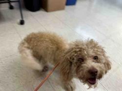 Shelter Stray Male Dog last seen , 5821 Sweetwater Rd, Bonita, CA 91902, USA