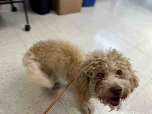 Shelter Stray Male Dog last seen , 5821 Sweetwater Rd, Bonita, CA 91902, USA
