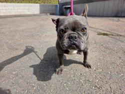 Shelter Stray Female Dog last seen , 5821 Sweetwater Rd, Bonita, CA 91902, USA