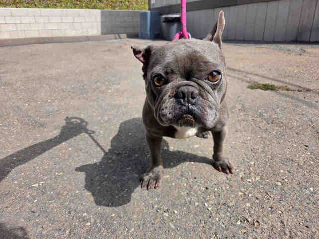 Shelter Stray Female Dog last seen , 5821 Sweetwater Rd, Bonita, CA 91902, USA