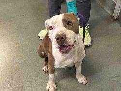 Shelter Stray Male Dog last seen , 5821 Sweetwater Rd, Bonita, CA 91902, USA