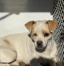 Shelter Stray Female Dog last seen Near BLOCK P ST, MOJAVE CA 93501, 3951 Fruitvale Ave, Bakersfield, CA 93308, USA
