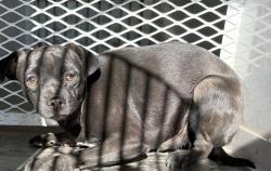 Shelter Stray Female Dog last seen Near BLOCK P ST, MOJAVE CA 93501, 3951 Fruitvale Ave, Bakersfield, CA 93308, USA