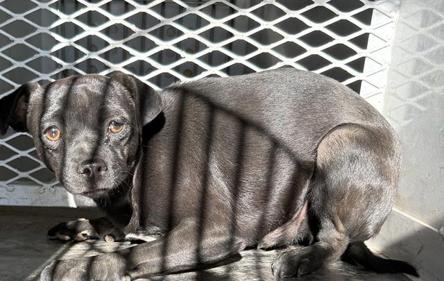 Shelter Stray Female Dog last seen Near BLOCK P ST, MOJAVE CA 93501, 3951 Fruitvale Ave, Bakersfield, CA 93308, USA
