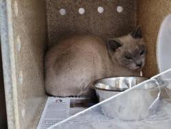 Shelter Stray Female Cat last seen , 957 N Gaffey St, San Pedro, CA 90731, USA