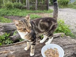 Found/Stray Male Cat last seen County Road 235, Lake Butler, FL 32054