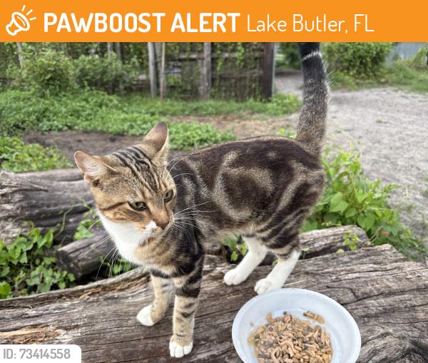 Found/Stray Male Cat last seen County Road 235, Lake Butler, FL 32054