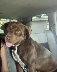 Lost Male Dog last seen Mobile Home La Hacienda frente a Mi Tierra Taqueria, Fort Worth, TX 76112
