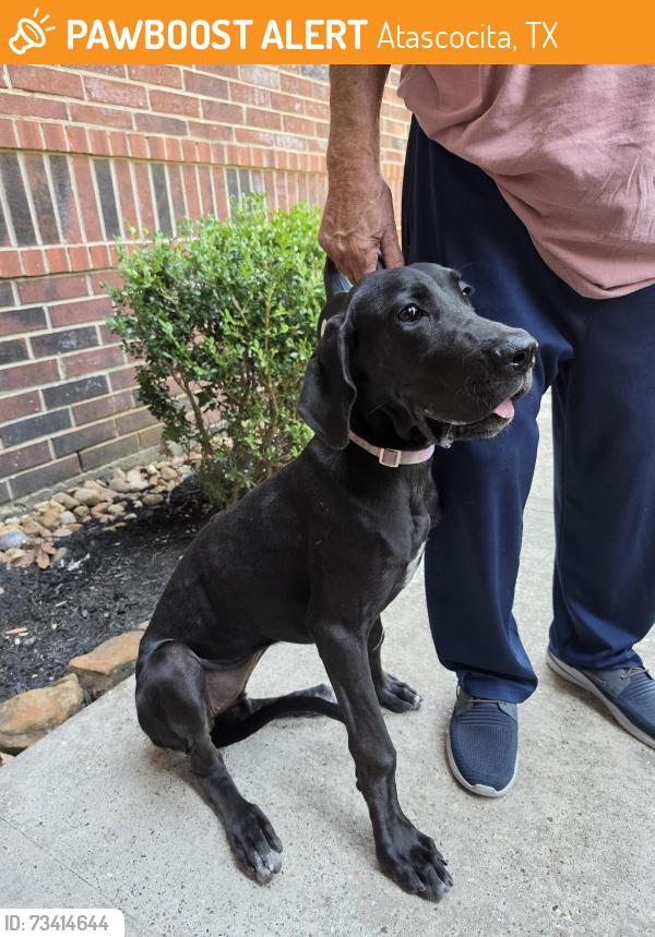 Found/Stray Female Dog last seen Water Point Trail, Atascocita, TX 77346