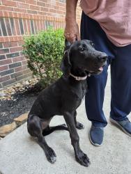Found/Stray Female Dog last seen Water Point Trail, Atascocita, TX 77346