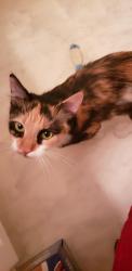 Found/Stray Female Cat last seen Westacre and Michigan, West Sacramento, CA 95691