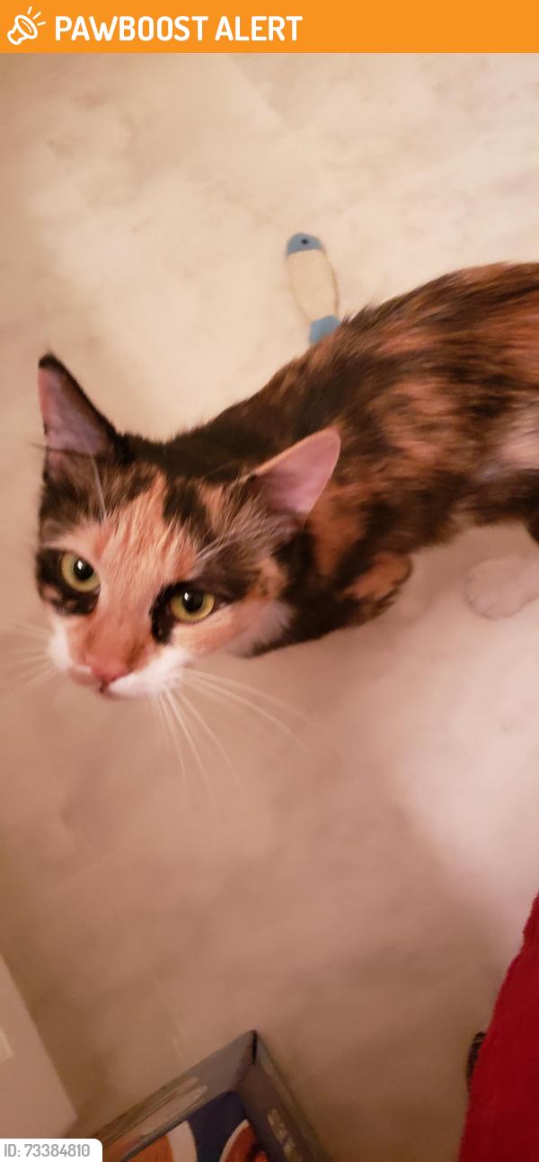 Found/Stray Female Cat last seen Westacre and Michigan, West Sacramento, CA 95691