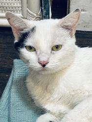 Found/Stray Female Cat last seen Woodard street, Cleburne, TX 76033